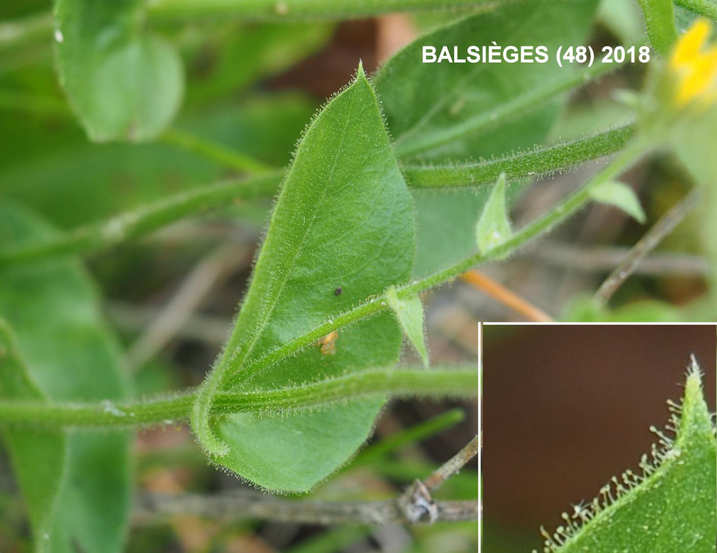 Hawkweed, Clasping leaf